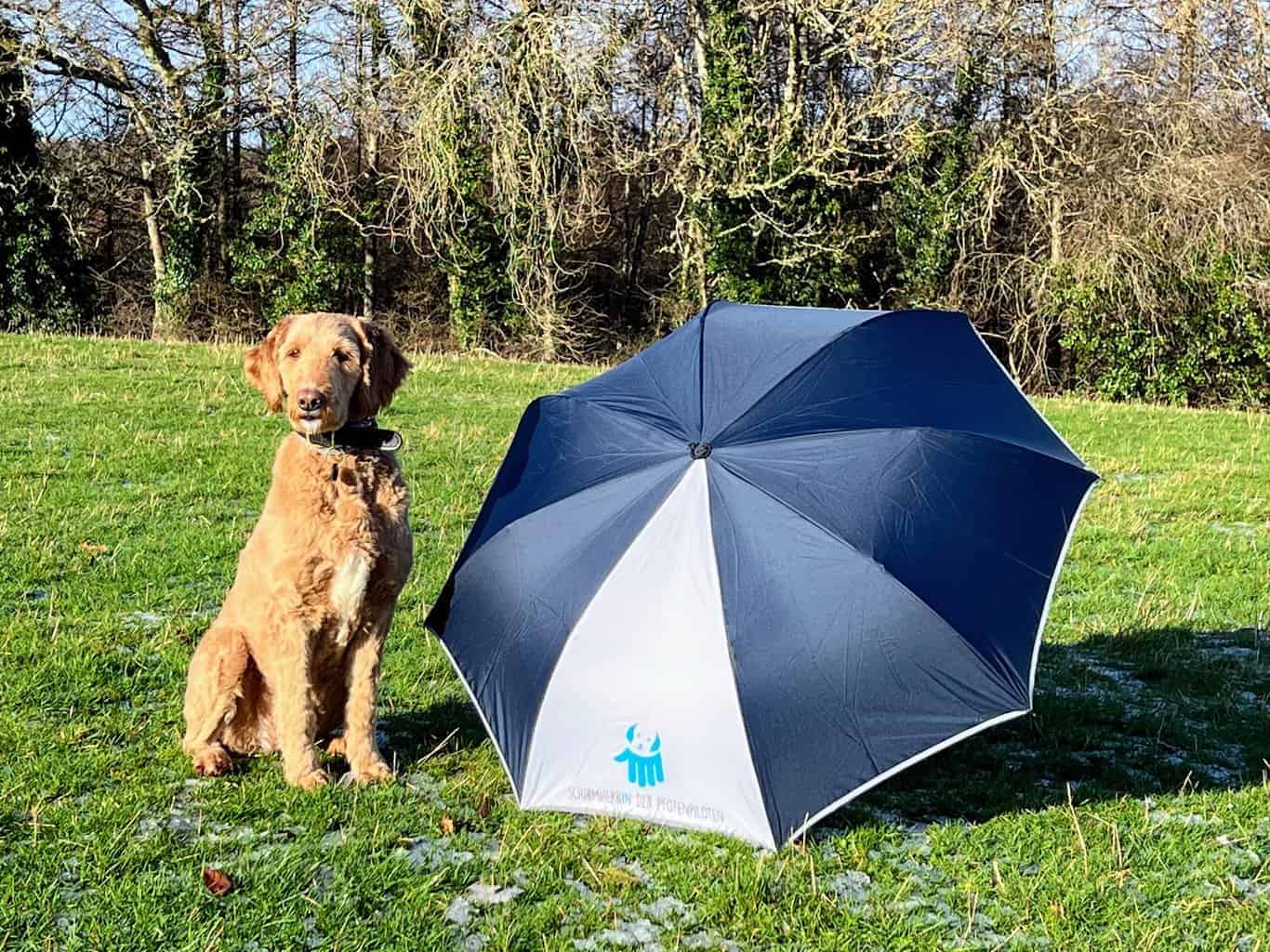 IMG_4476 ein Hund, der neben einem Regenschirm sitzt